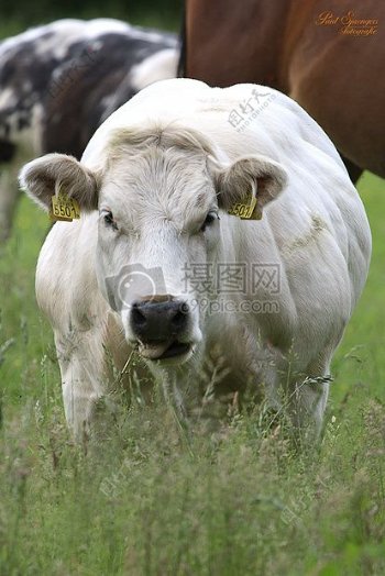 白牛在绿色的草地