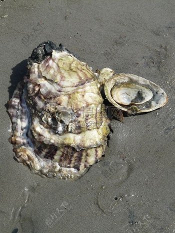 太平洋牡蛎