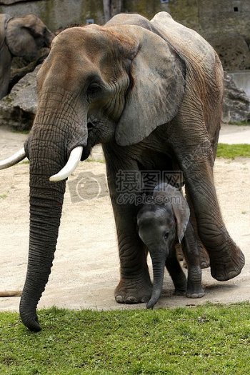 大象与小象