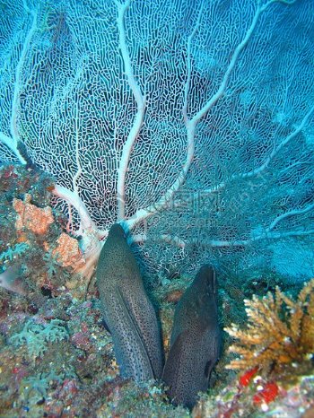 海底神秘的珊瑚