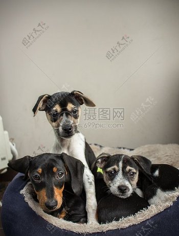三只可爱的小狗