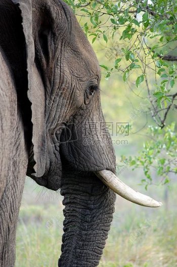 大象侧脸的特写
