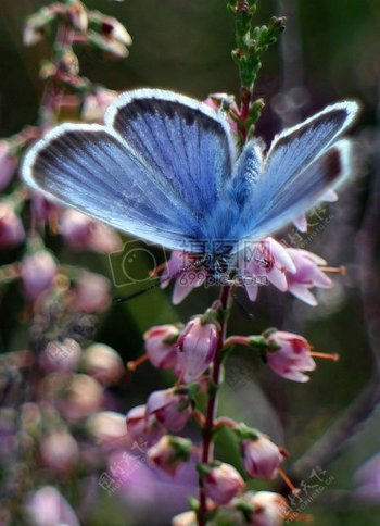 稀有的蓝蝴蝶