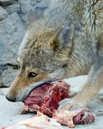 正在吃肉的狼