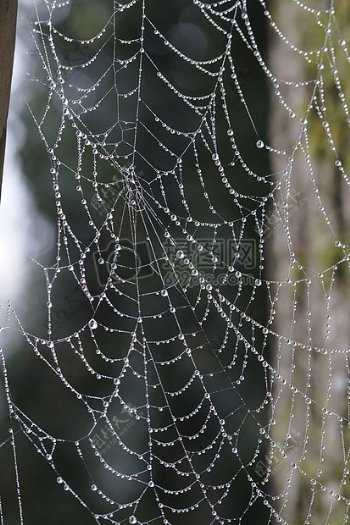 丛林中的蜘蛛网