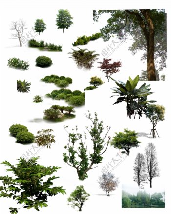 PS后期设计植物树木树