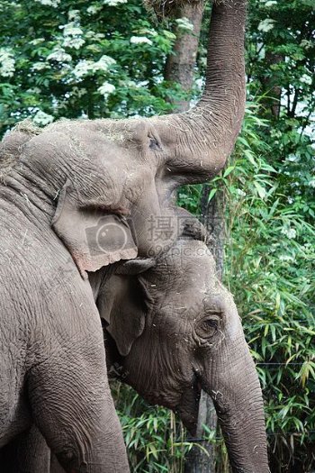 两只可爱的大象