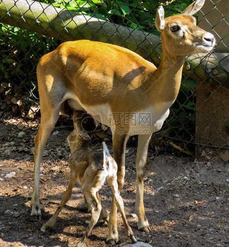 哺乳的小鹿母女
