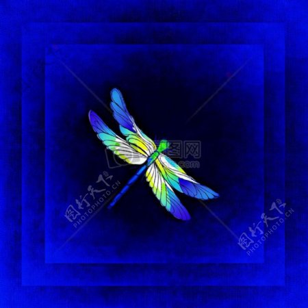 蓝色的蜻蜓图像