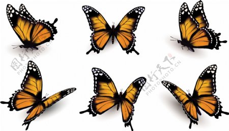 橙色的6只不同姿态蝴蝶