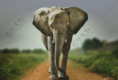 行走的大象