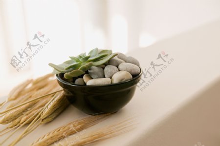 一碗鹅卵石旁的小麦穗图片