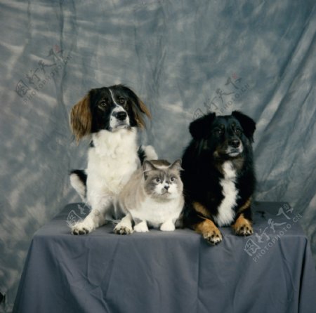 桌子上的猫和狗图片