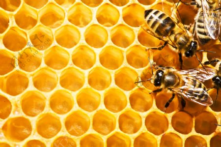 蜜蜂与蜜蜂槽图片