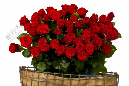 花盆内的红玫瑰图片