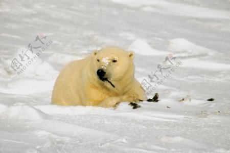 北极熊素材图片