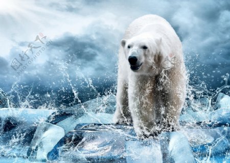 水花冰块北极熊摄影图片