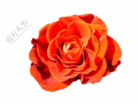 鲜艳的橙色玫瑰花图片