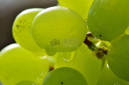 葡萄上的水滴