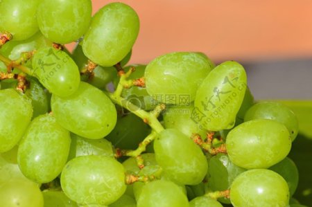 清脆的绿葡萄