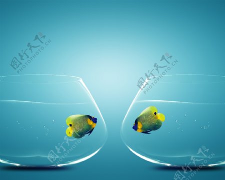 玻璃鱼缸里的小鱼图片