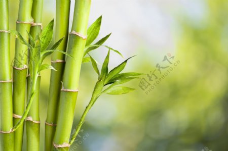绿竹与梦幻光斑图片