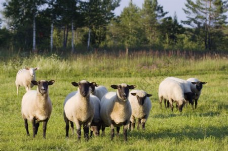 草原上的羊群图片