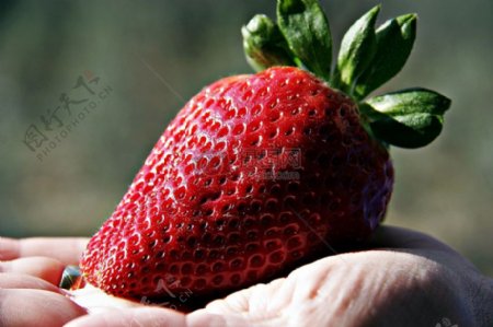 特写下的草莓