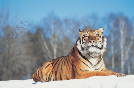 趴在雪地里的老虎图片