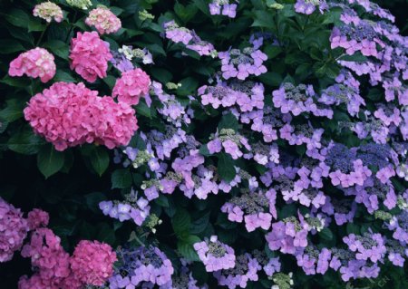 紫色野花风景图片