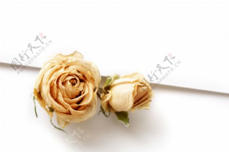 金色玫瑰花背景图片