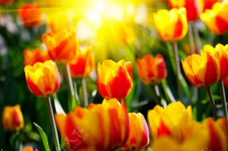 沐浴阳光的郁金香花图片