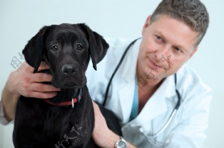 兽医与小狗图片