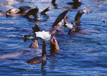 水中一群海豚摄影图片
