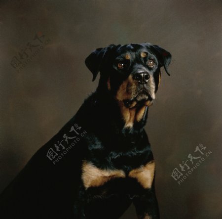 黑色小狗图片
