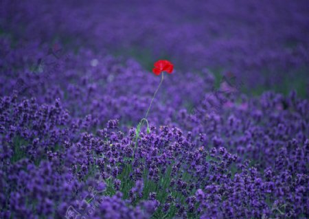 紫色的野花素材图片