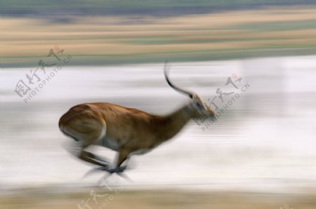 飞奔的鹿图片