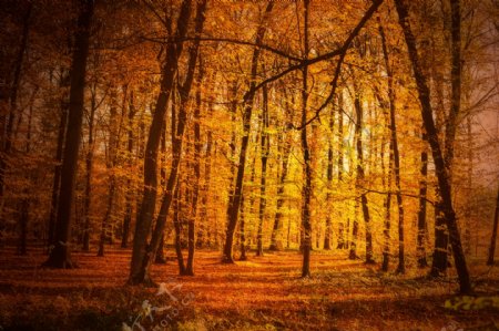秋天里的树木风景图片
