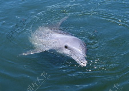 水中游的海豚图片