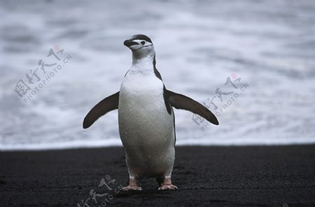 张开翅膀的企鹅图片