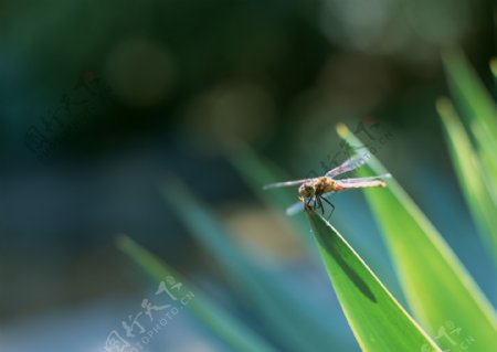 蜻蜓摄影图片