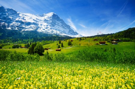 雪山与油菜花风景图片