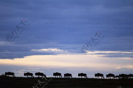 非洲野生动物牛群图片