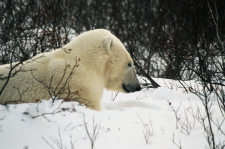 北极熊特写图片