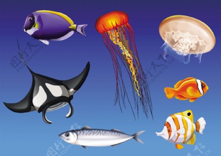 不同种类的海洋动物水下插图