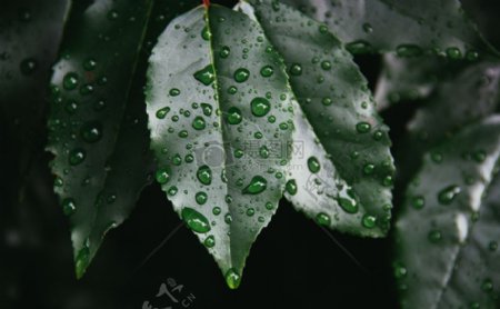 绿叶植物雨点