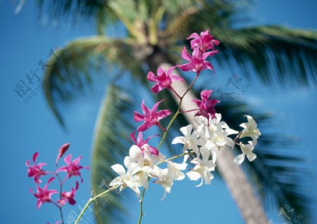 椰树和野花图片