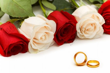 金戒指和玫瑰花