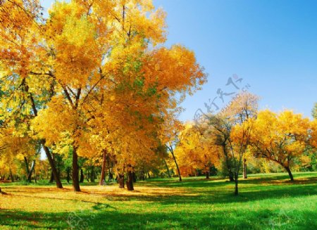 秋天树林草地风景图片图片