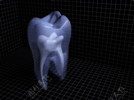 牙齿器官图片